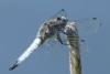 Libellula fulva